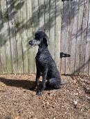 Ruger's profile on Petfinder.com