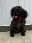 Willow's profile on Petfinder.com