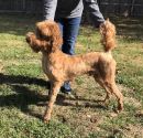 Fritz's profile on Petfinder.com