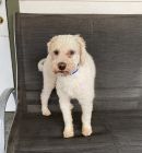 Charlie's profile on Petfinder.com